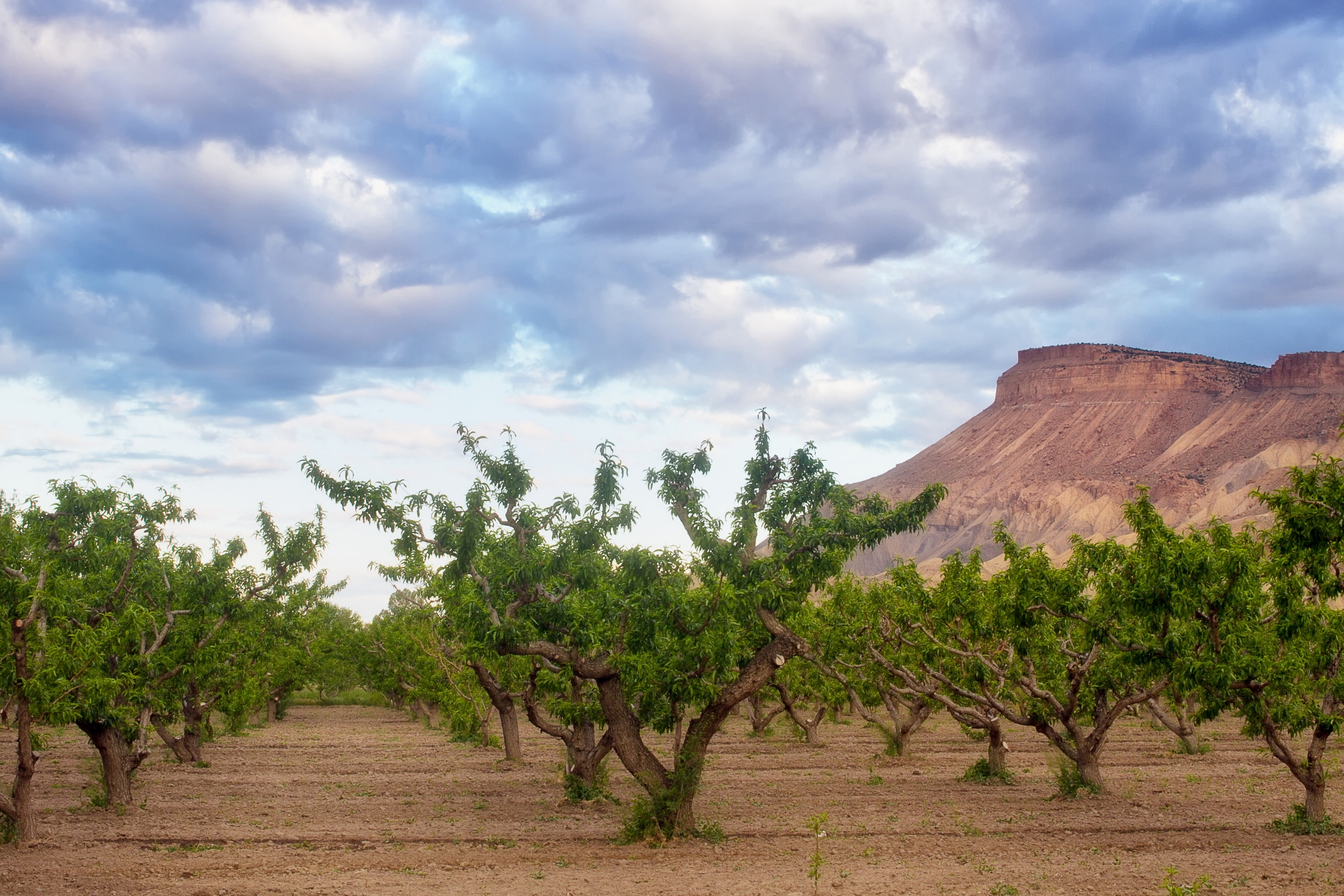 palisade, colorado (4).webp